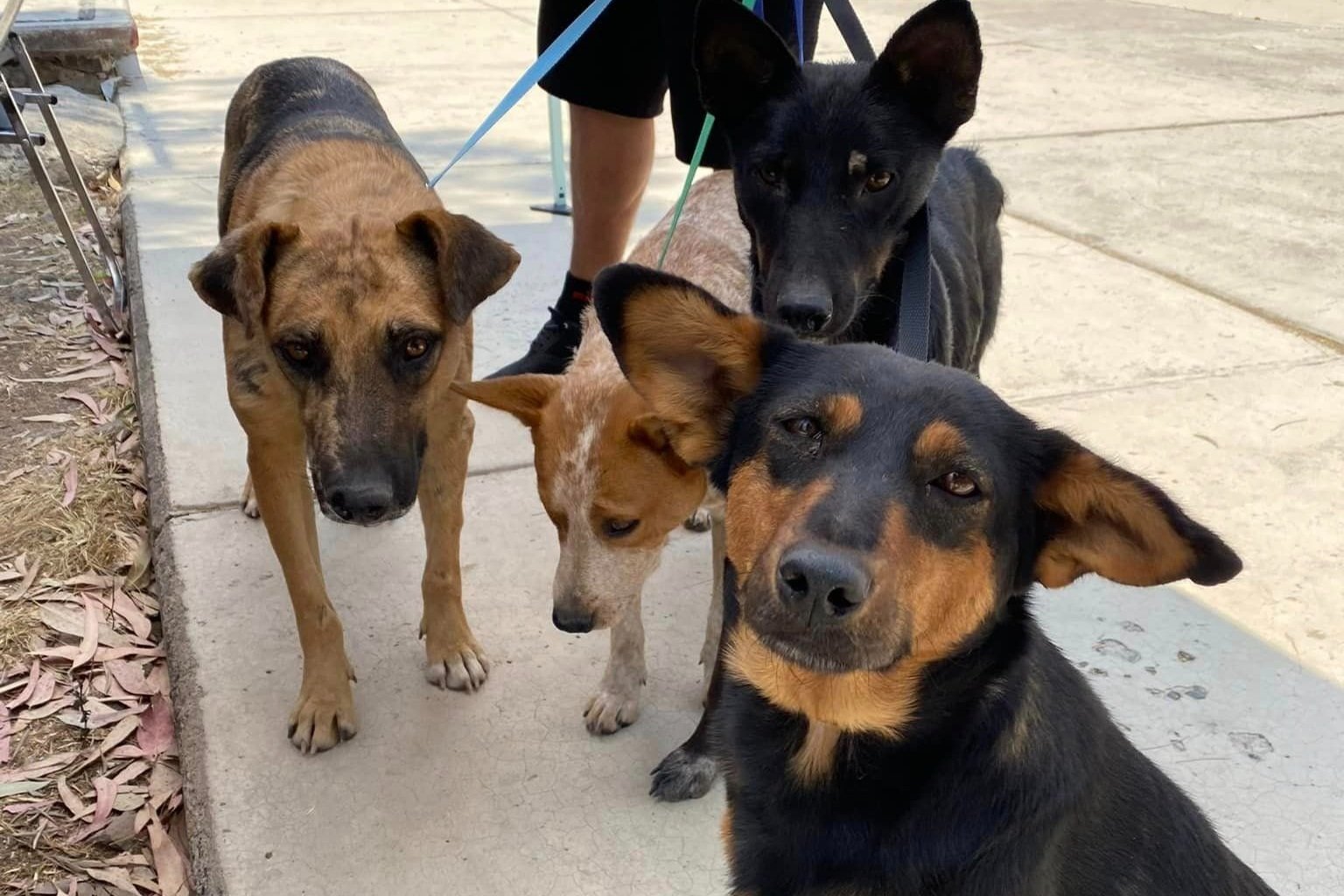 Paint Your Pet Party Was A Success!