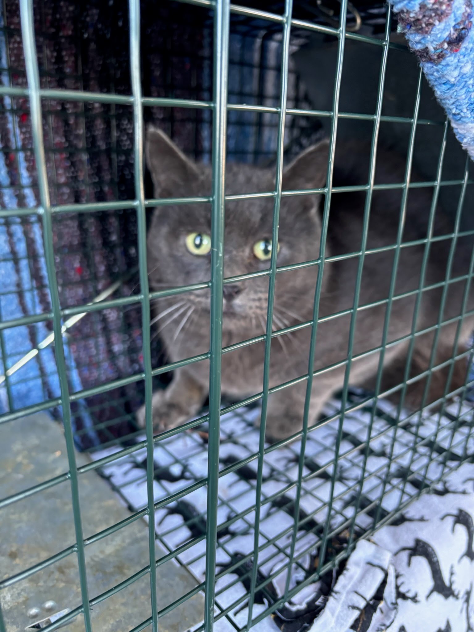 Training for Upcoming Clinics