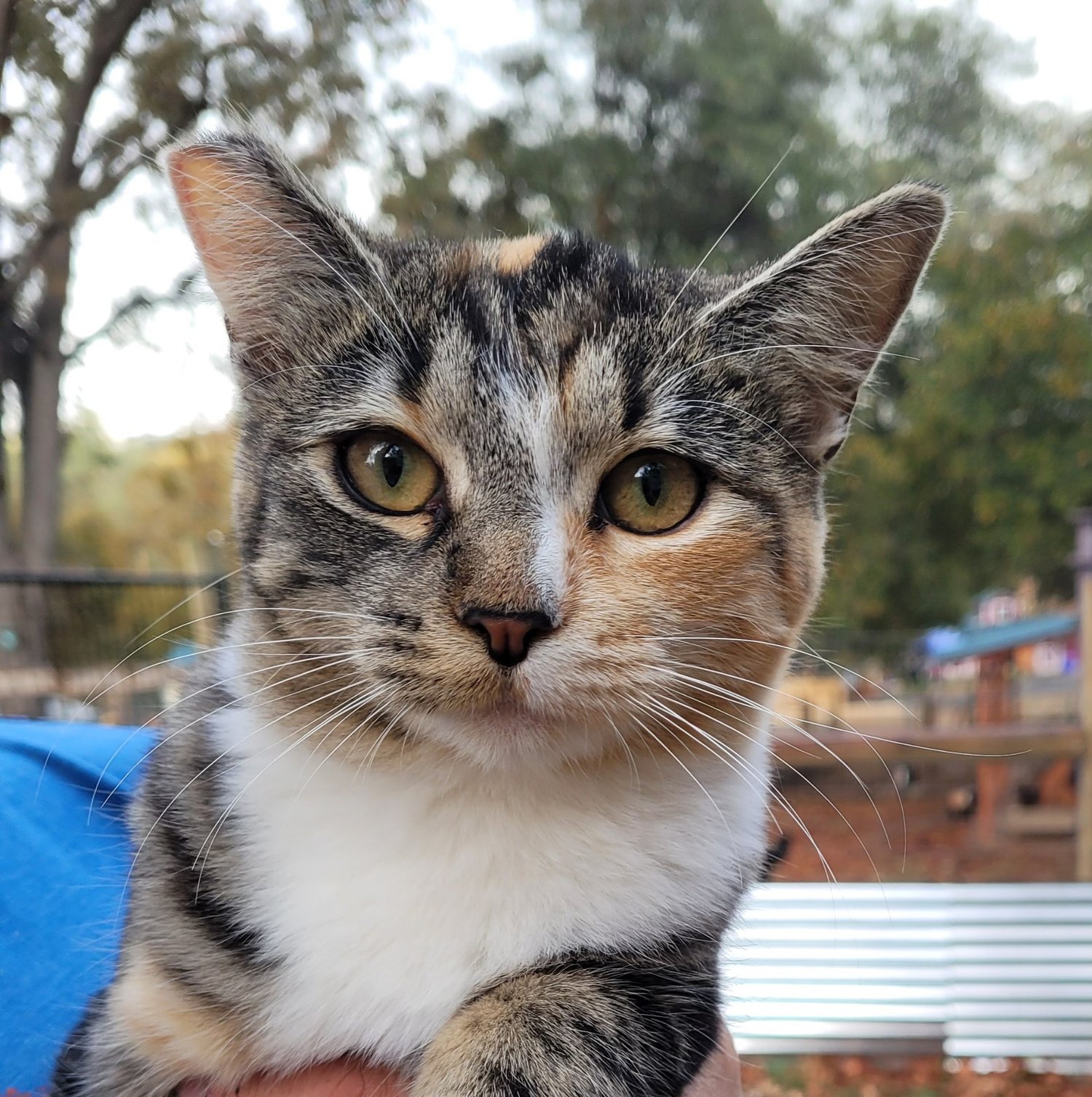 We have facilitated the spays/neuters of 208 cats!