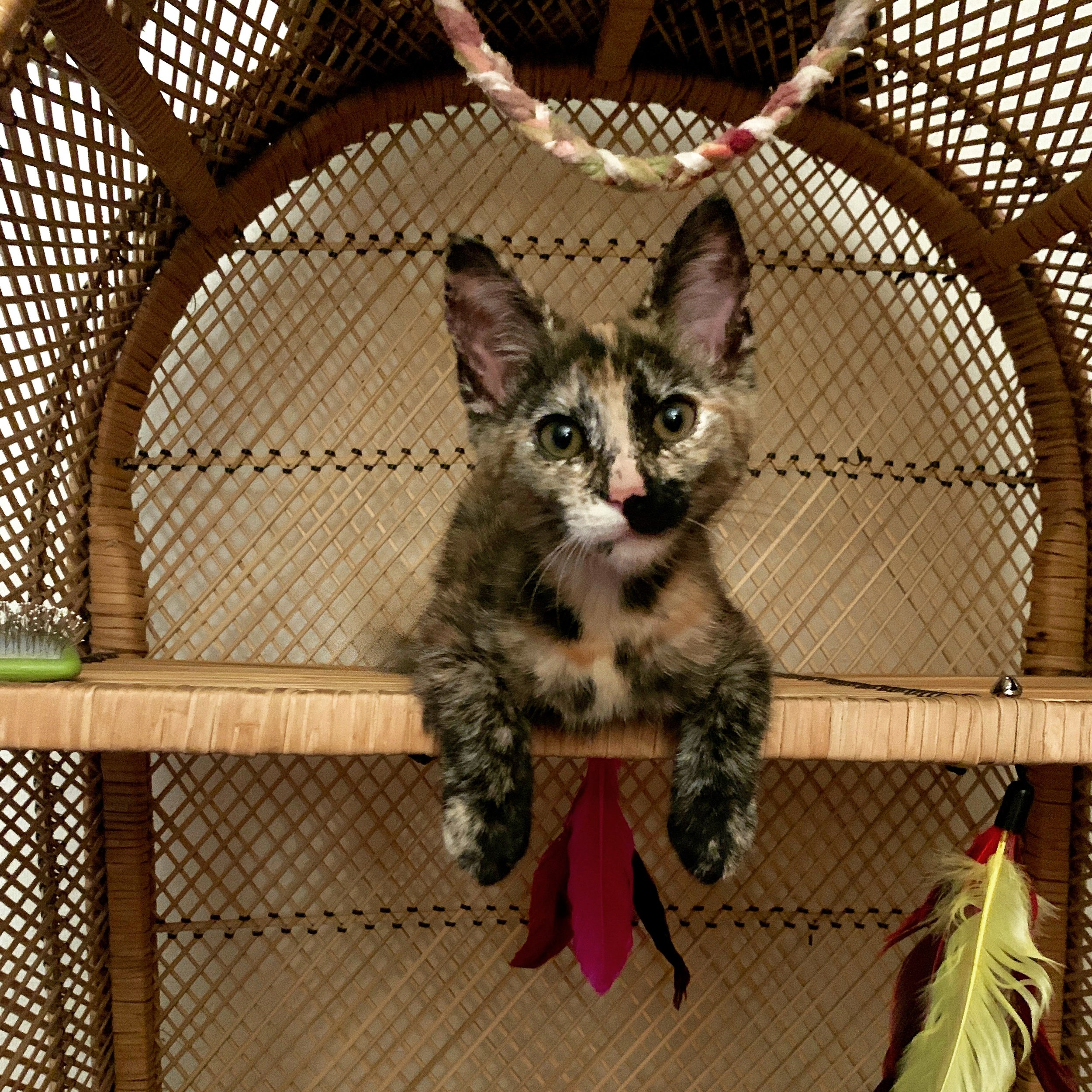 Pushing ahead at full steam