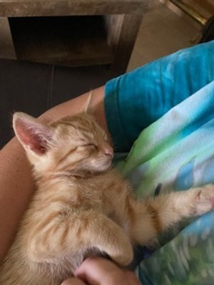 One Cat Leads to Another