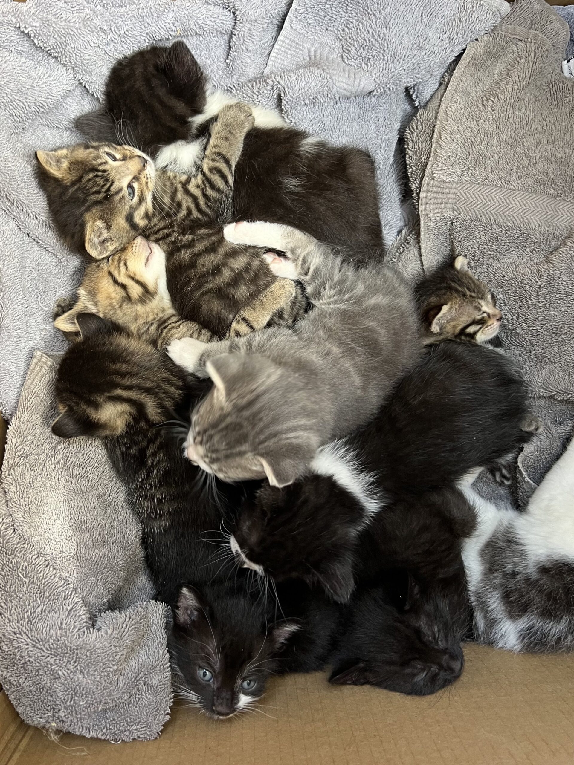 Spay and Neuter Quest