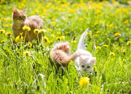 Spring Kittens
